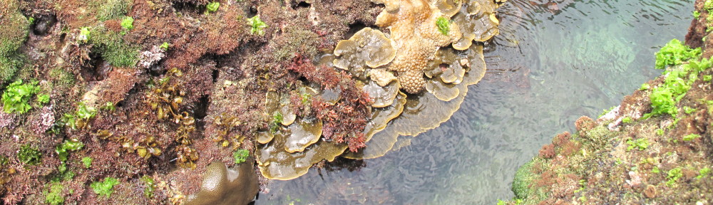 藻類分子生態研究室